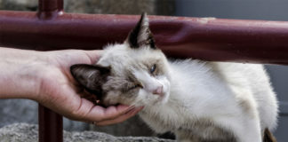 Man scratching cat's chin