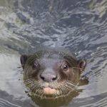 Otterhead