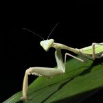 Apple-iPhone13-Pro-Ultra-Wide-Macro-demo-mantis-220308