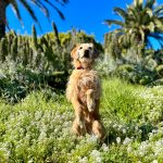 Apple-iPhone-15-Portrait-mode-24MP-01-230912