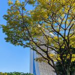 Honor-MagicV2_photo7