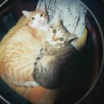 2020-11-26__IT__tommaso-biagetti-fotodi-undamento__fisheye-2__cn-400-135-film__003